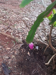 Epiphyllum phyllanthus