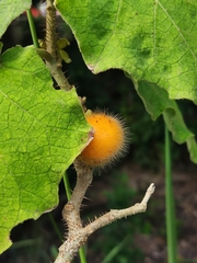 Solanum hirtum
