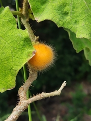Solanum hirtum