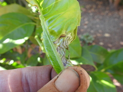 Phyllocnistis citrella