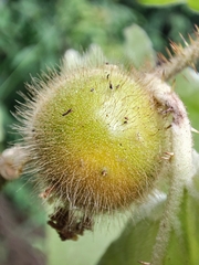 Solanum hirtum