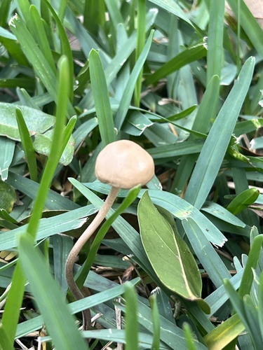 Panaeolus cinctulus image