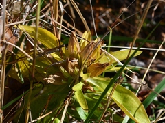 Gentiana villosa