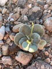 Eriogonum deflexum