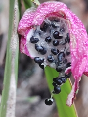 Epiphyllum phyllanthus