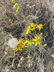Senecio flaccidus douglasii