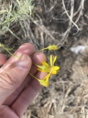 Senecio flaccidus douglasii