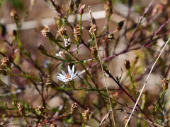 Symphyotrichum depauperatum