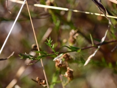 Symphyotrichum depauperatum