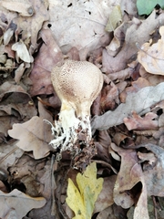 Scleroderma verrucosum