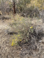 Senecio flaccidus douglasii