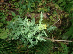 Senecio sylvaticus