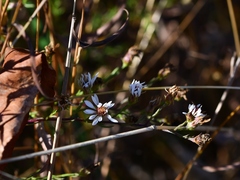 Symphyotrichum depauperatum
