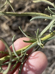 Senecio flaccidus douglasii