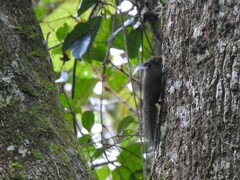 Exilisciurus whiteheadi