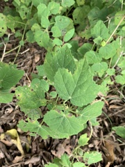 Malvaviscus arboreus