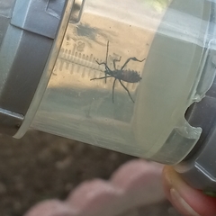 Leptoglossus clypealis