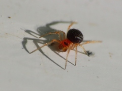 Ruborridion musivum