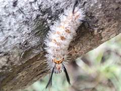 Syntomeida melanthus