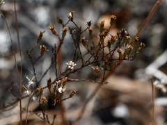 Symphyotrichum depauperatum