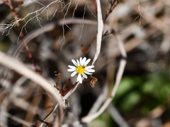 Symphyotrichum depauperatum