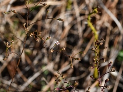 Symphyotrichum depauperatum