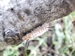 Syntomeida melanthus