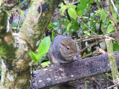 Sundasciurus everetti