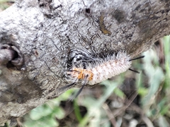 Syntomeida melanthus