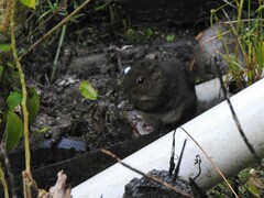 Sundasciurus everetti