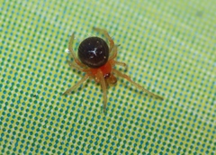 Ruborridion musivum