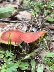 Hortiboletus rubellus image