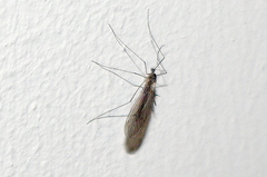 Trichocera