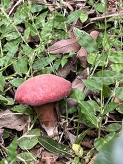 Hortiboletus rubellus image