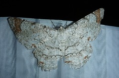 Epimecis