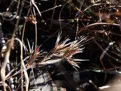 Dichanthelium annulum
