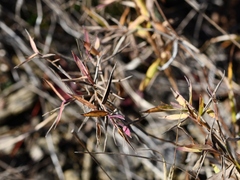Dichanthelium annulum