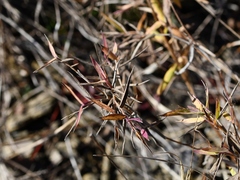 Dichanthelium annulum
