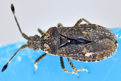 Scolopocerus granulosus