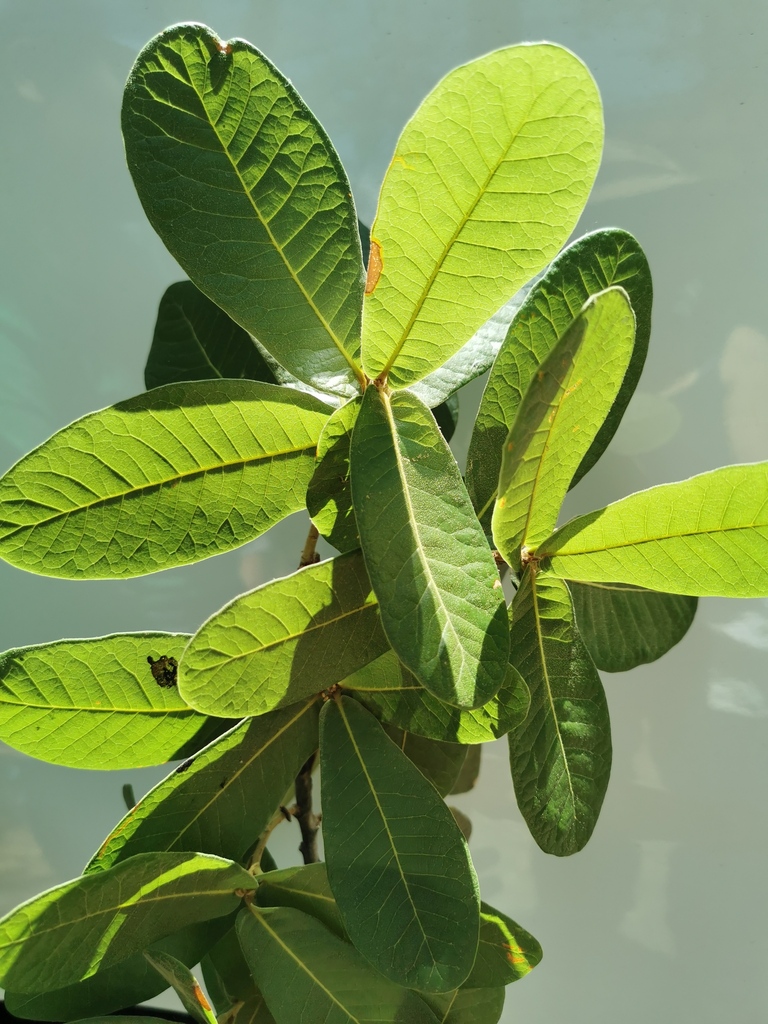 Quercus elliptica from Concordia, Sin., México on May 28, 2022 at 02:24 ...