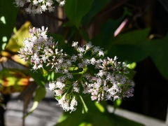 Mikania scandens