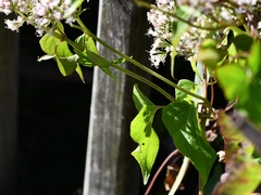 Mikania scandens