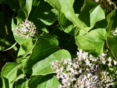 Mikania scandens