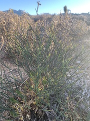 Eriogonum heermannii clokeyi