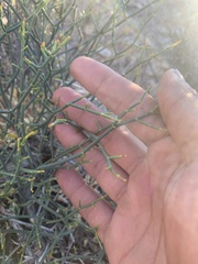 Eriogonum heermannii clokeyi