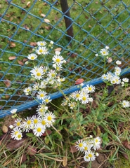 Erigeron annuus