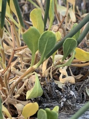 Eriogonum heermannii clokeyi