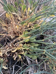 Eriogonum heermannii clokeyi