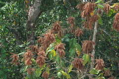 Triplaris americana