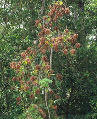 Triplaris americana